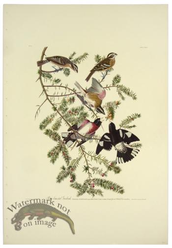 Rose-breasted Grosbeak L.E.